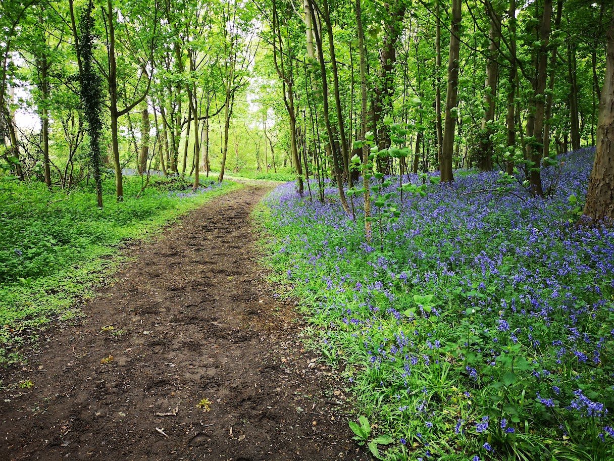 high ash bluebells