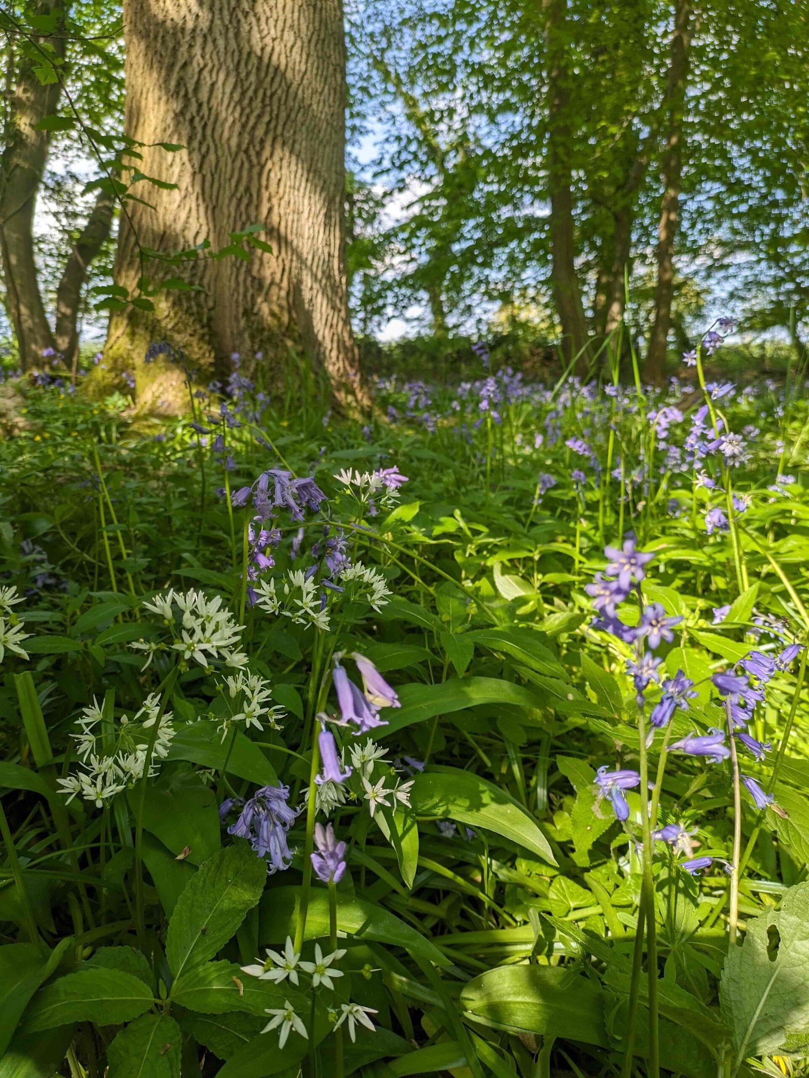 bluebells in norfolk