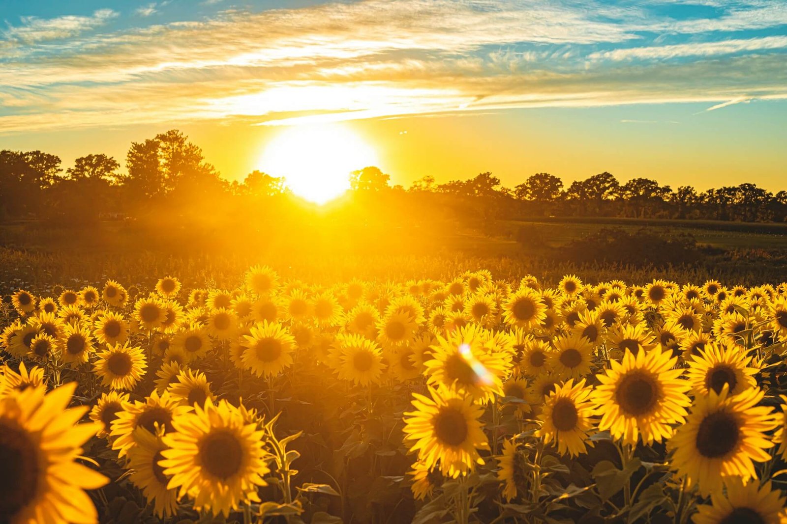 norfolk pick your own sunflowers