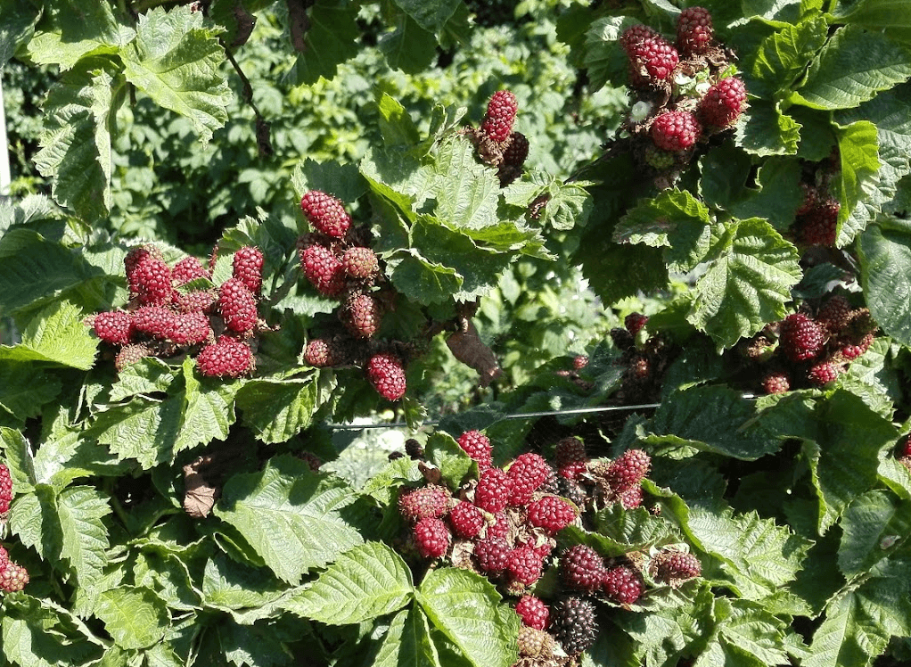 norfolk pick your own tayberry