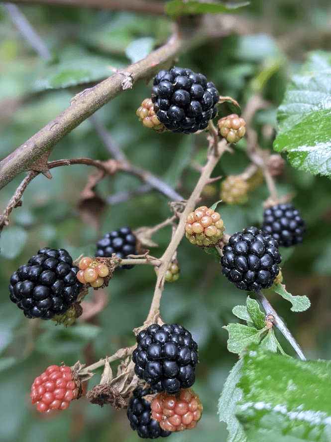 foraging for blackberries