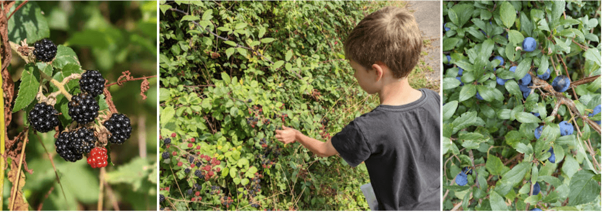 places to find blackberries sloes new