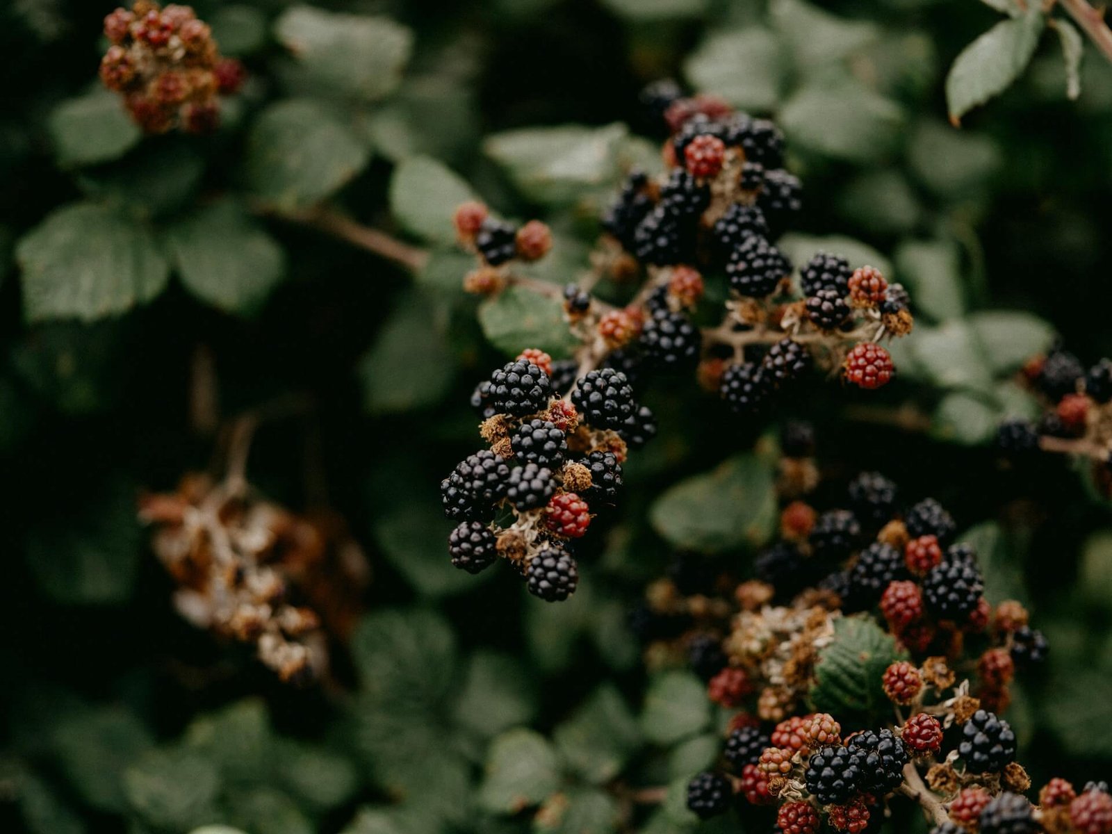 where to find and pick blackberries in norfolk