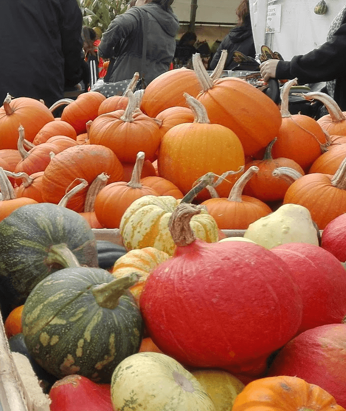 PYO pumkin patch norwich norfolk