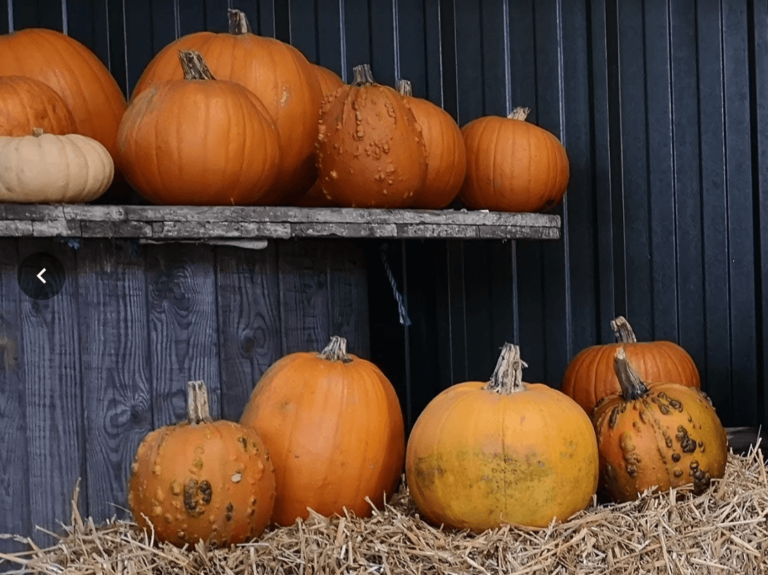 pumpkin patch norfolk