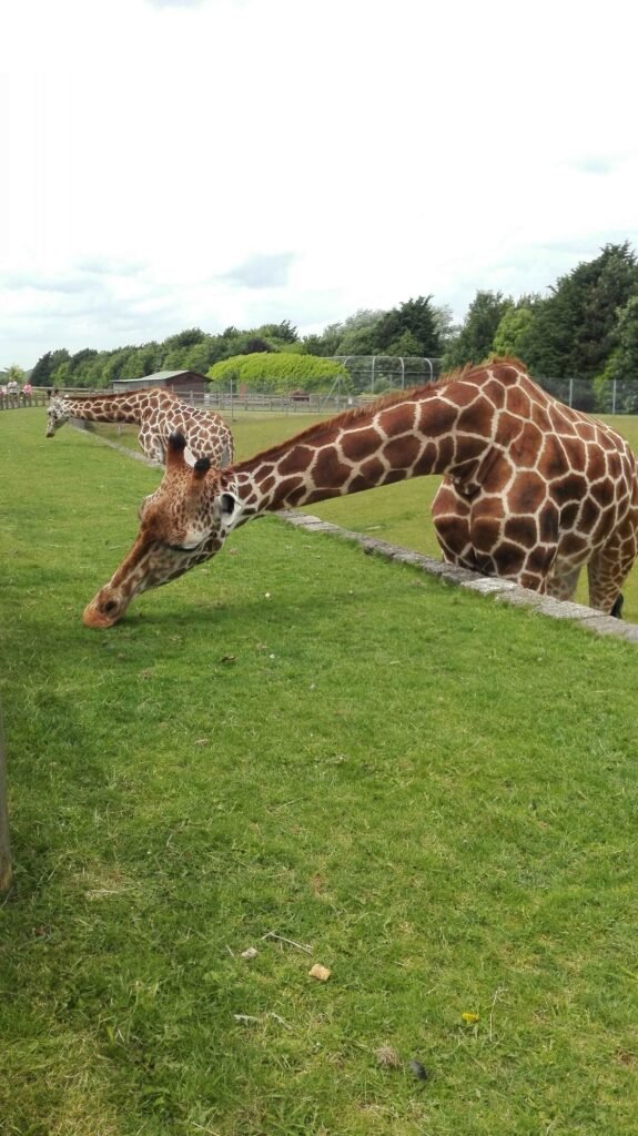 banham zoo things to do with kids