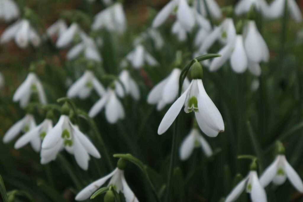 snowdrop walks in Norfolk