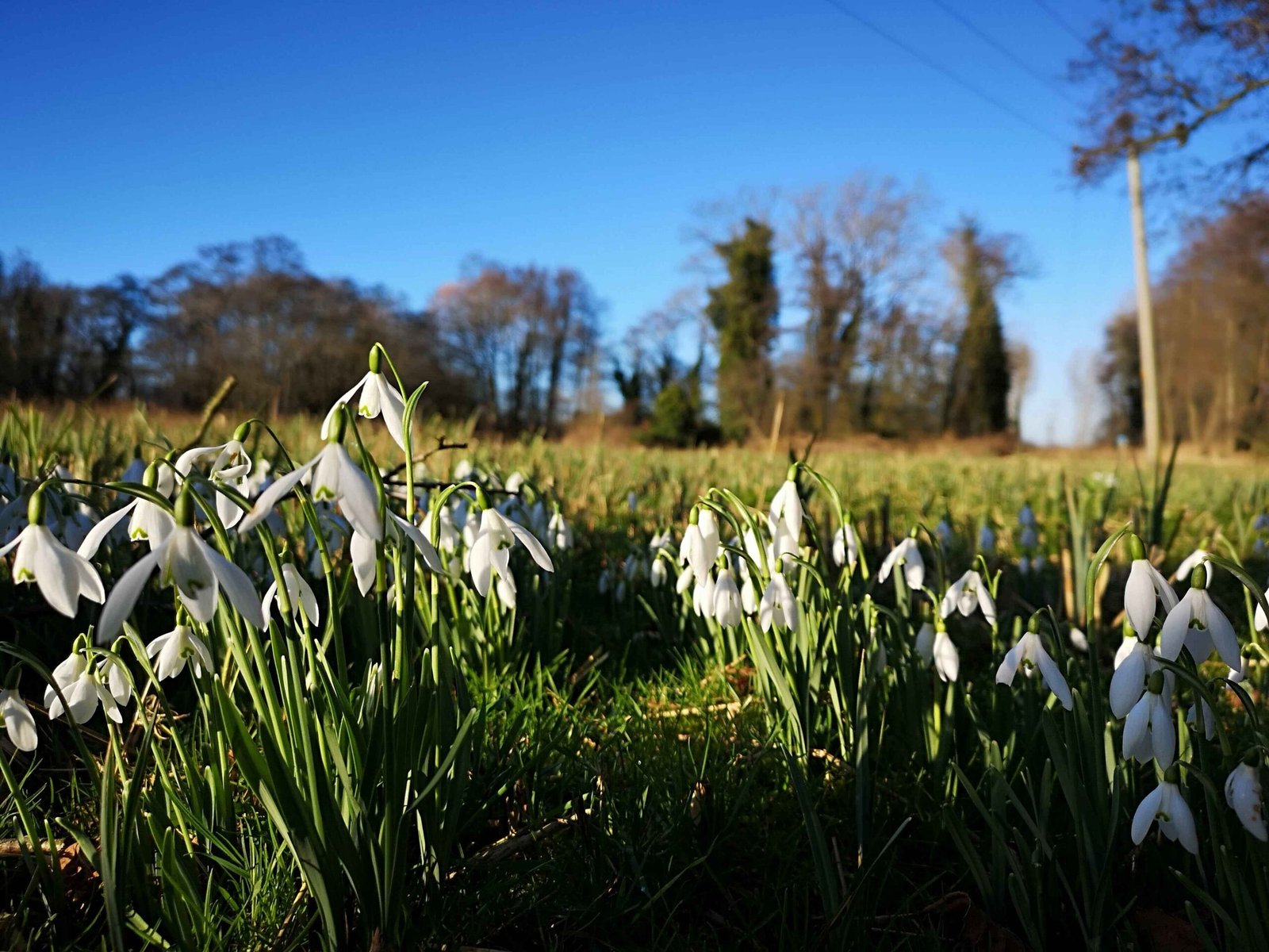 A photo of snowdrops in Norfolk